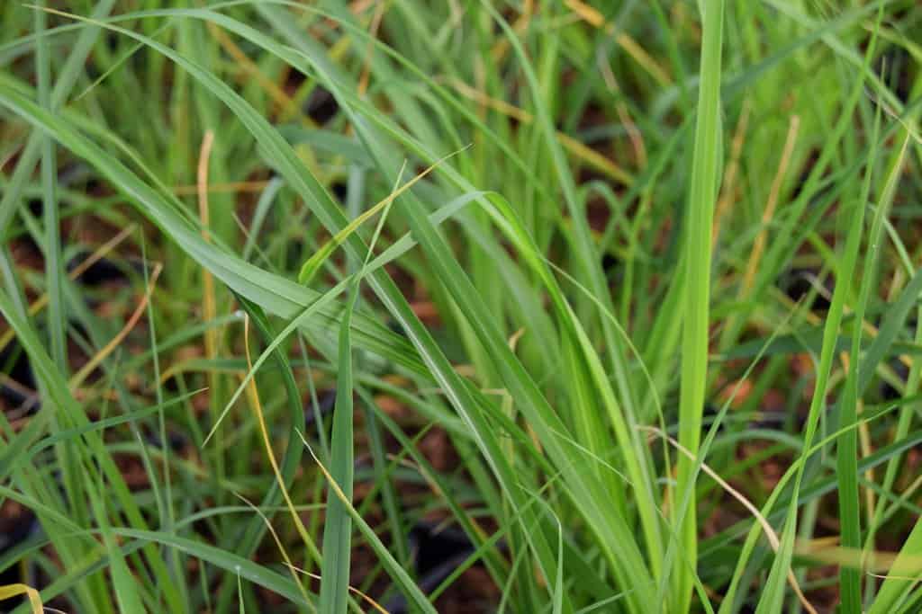 Miscanthus sinensis 'Graziella' <span class="hidden specialOffer"></span> ---